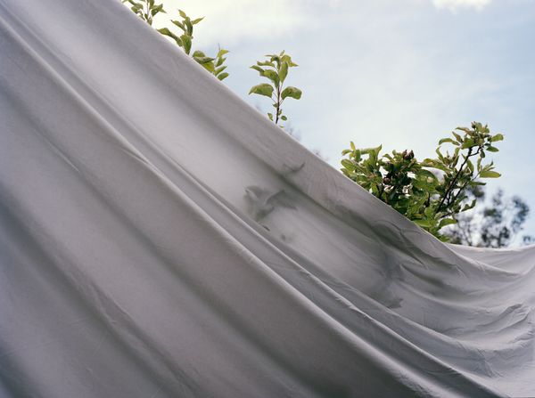 © Pauline Rowan - Wrapped Tree