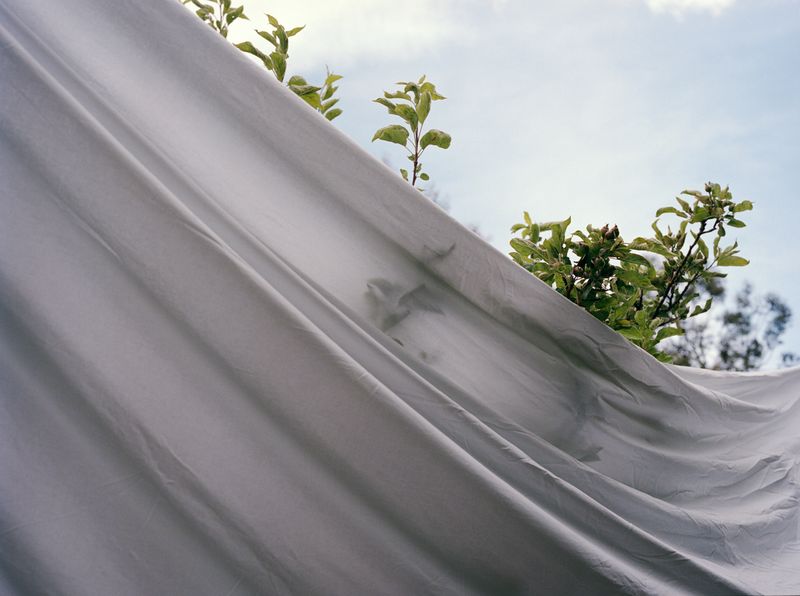 © Pauline Rowan - Wrapped Tree