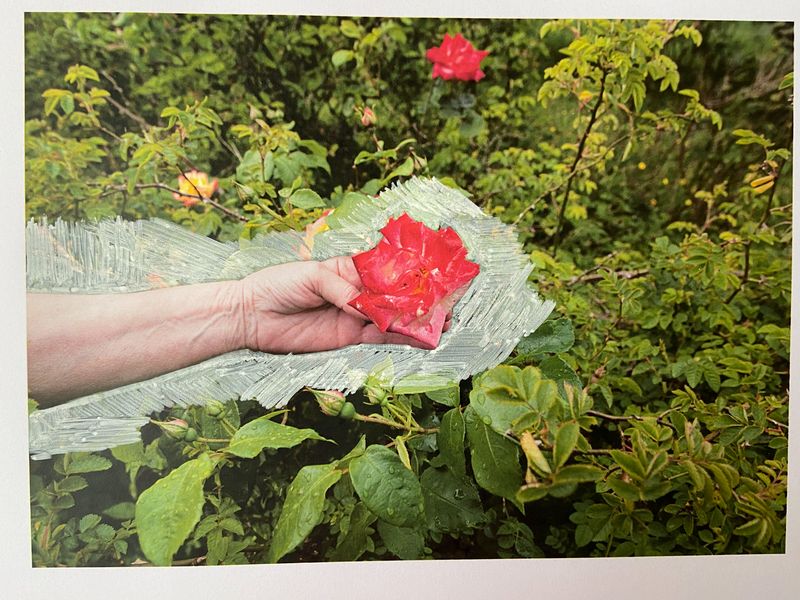© Pauline Rowan - Mothers last rose