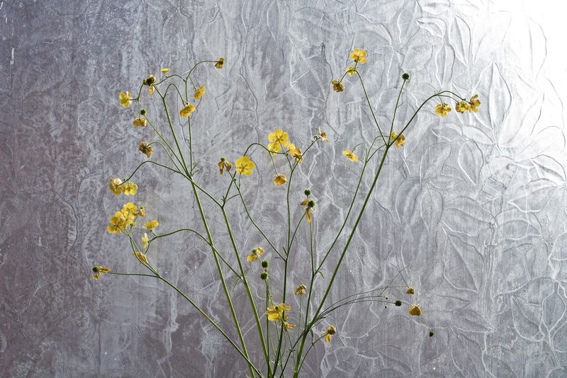 © Roxana and Pablo Allison - Spring, 2013