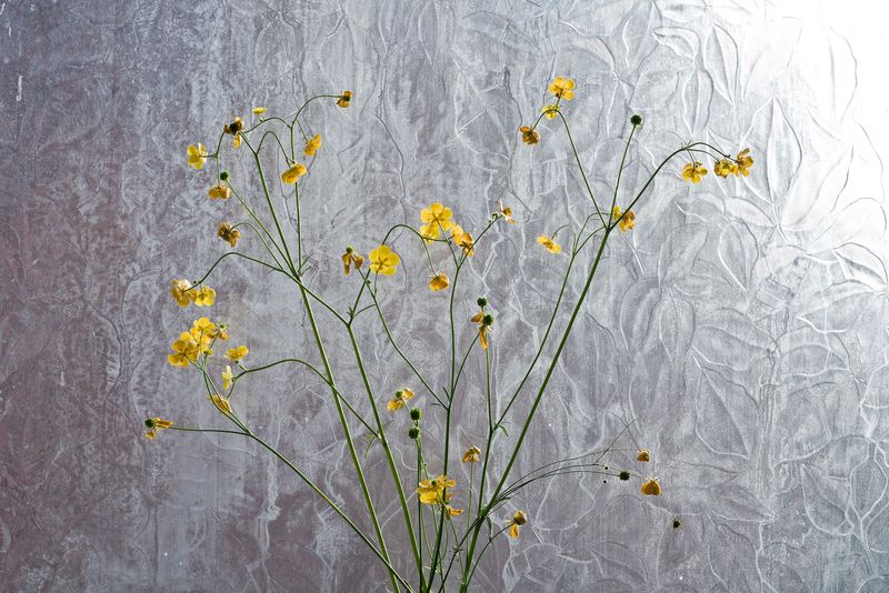 © Roxana and Pablo Allison - Spring, 2013