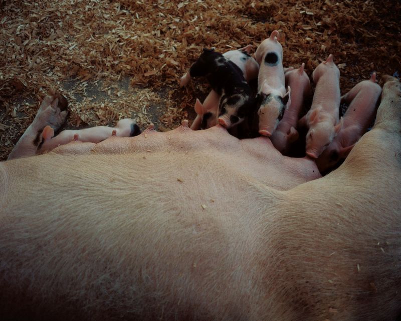 © Morganne Boulden - Image from the When Flies Sit Still photography project