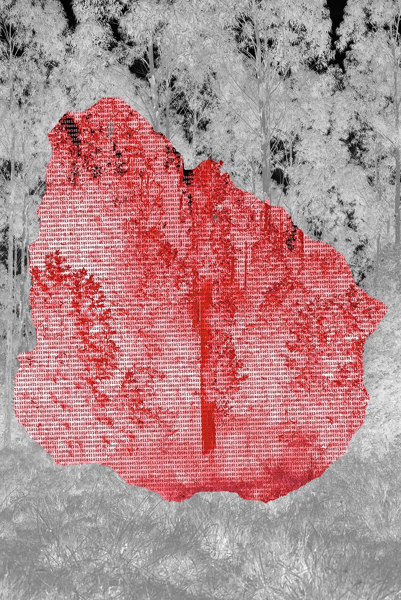 © Ana Paula Pereira - 2026. Uruguay’s Forestry Law No. 15,939 (1987), translated into binary code.
