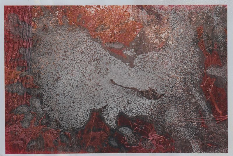 © Ana Paula Pereira - 2025. Agrochemicals applied to images of the native forest: a material imprint of violence on the land.