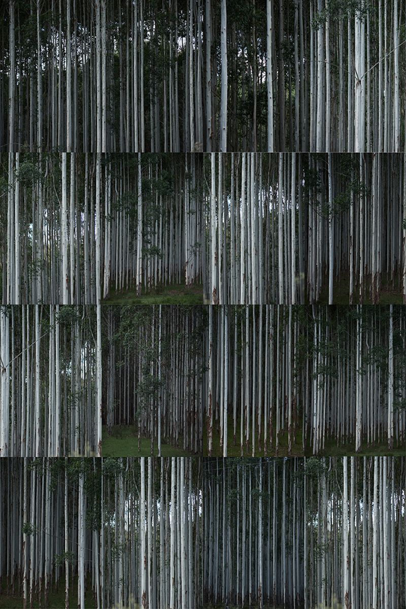 © Ana Paula Pereira - 2026. Eucalyptus plantations: repetition as a form of occupation.