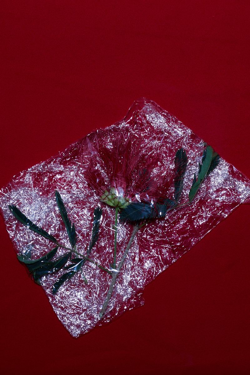 © Ana Paula Pereira - 2026. Native Forest Inventory.