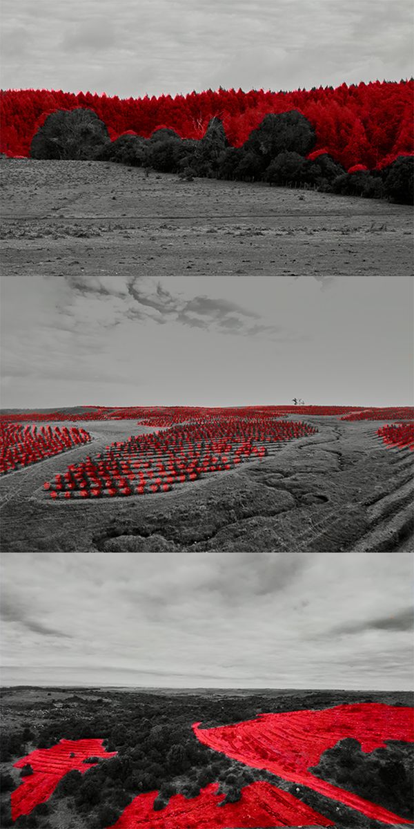 © Ana Paula Pereira - 2025. Red interventions across forested landscapes.