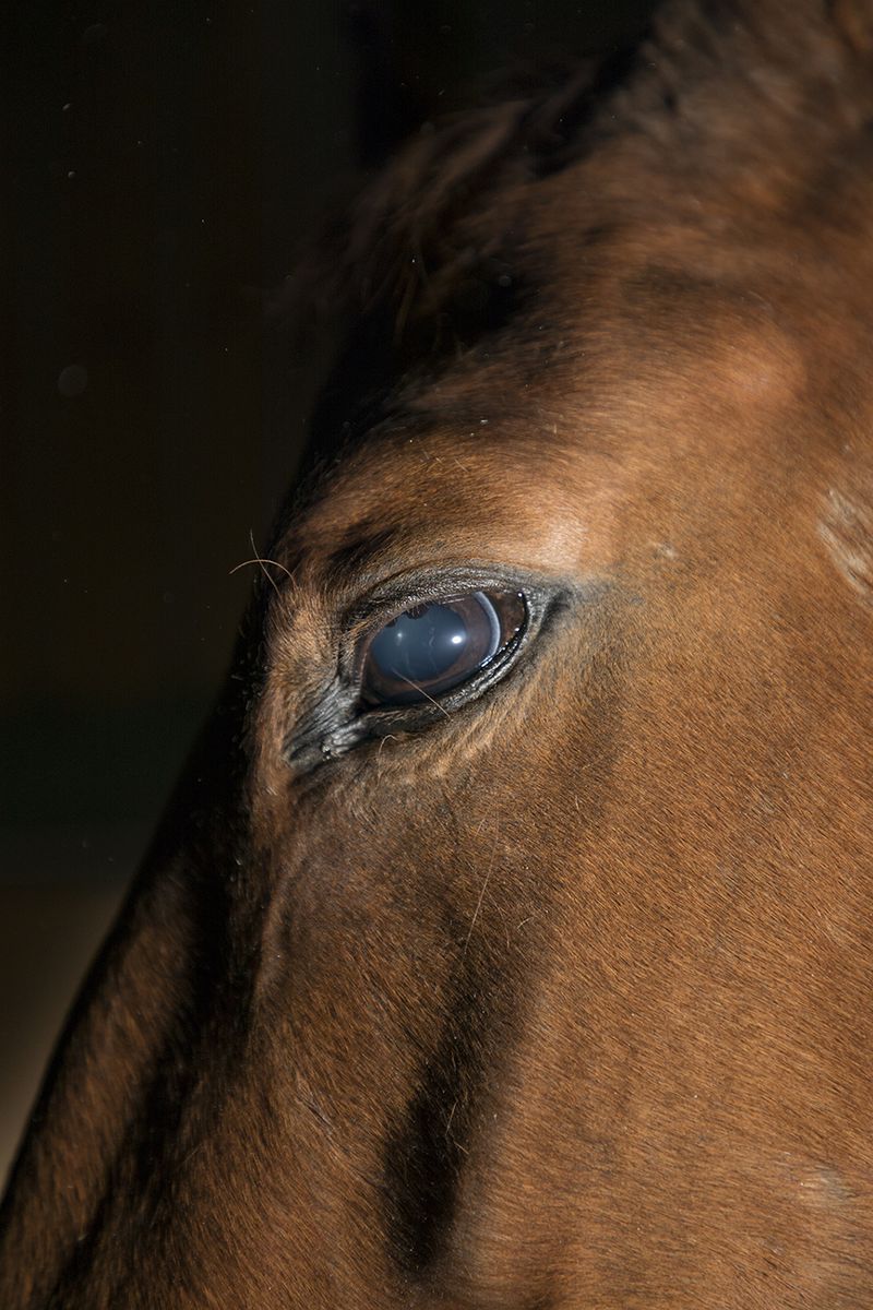 © Irene Charlotte - Image from the Matriarchal Spring photography project