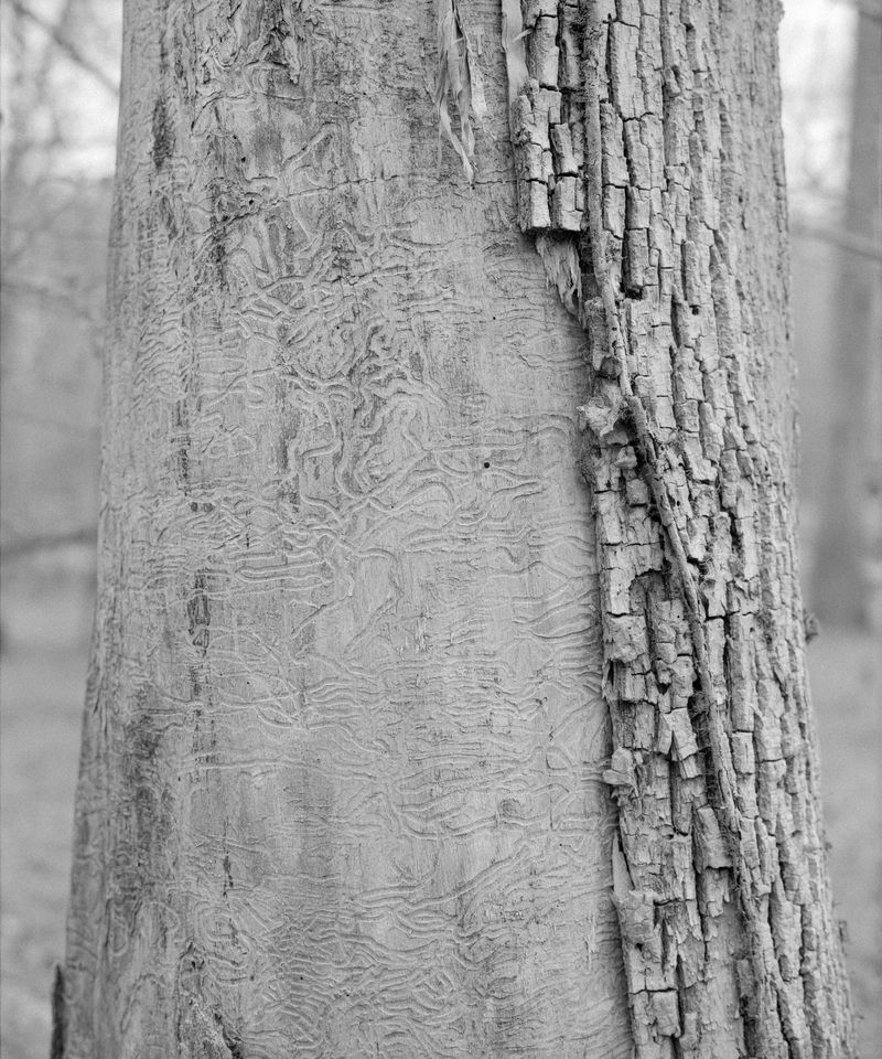 © Sebastian Ferruzo - Image from the [YHWH] and the Birds of Appetite photography project