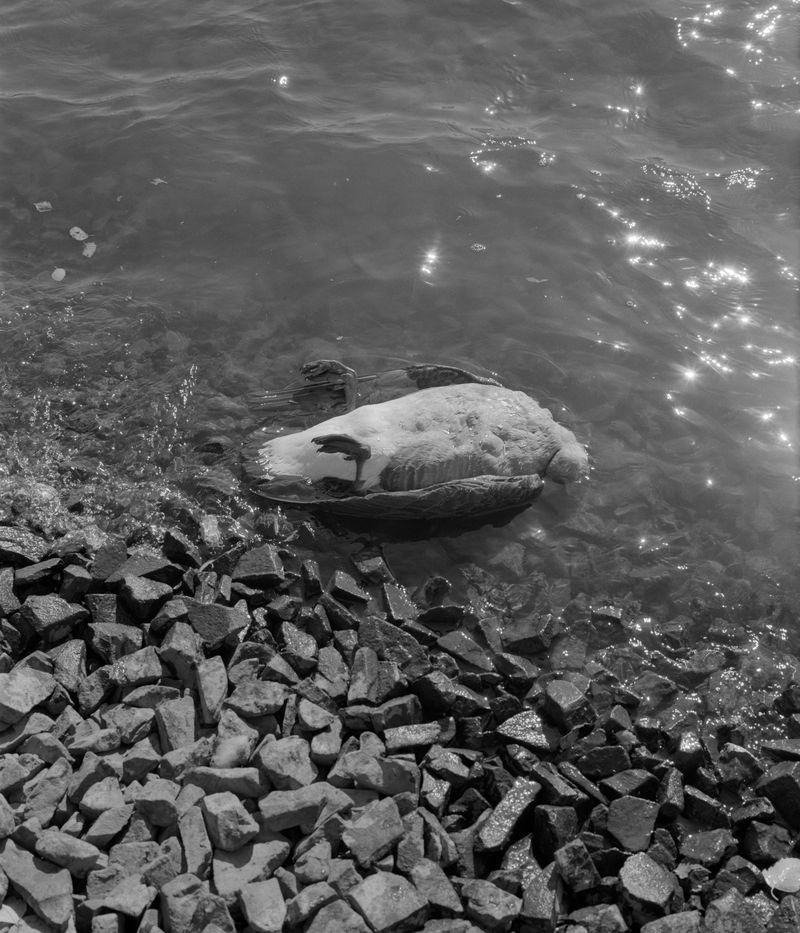 © Sebastian Ferruzo - Image from the [YHWH] and the Birds of Appetite photography project