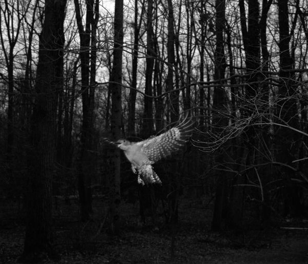 © Sebastian Ferruzo - Image from the [YHWH] and the Birds of Appetite photography project