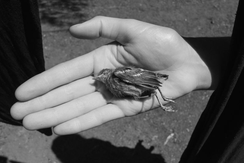 © Sebastian Ferruzo - Image from the [YHWH] and the Birds of Appetite photography project