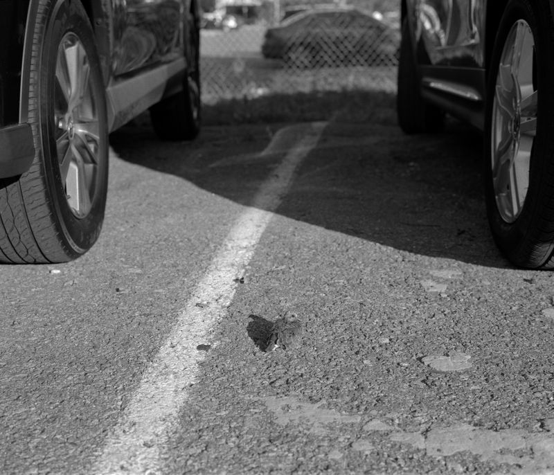 © Sebastian Ferruzo - Image from the [YHWH] and the Birds of Appetite photography project