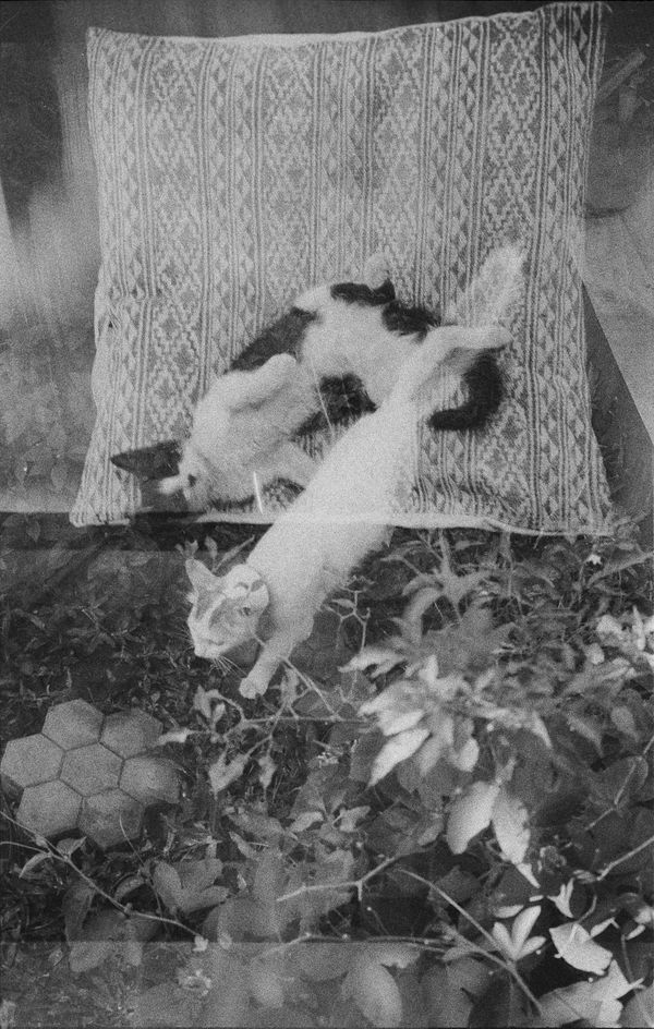 © Adil Hasan - Image from the Black CAT White CAT photography project