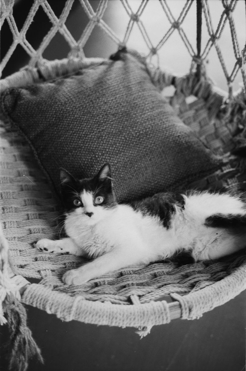 © Adil Hasan - Image from the Black CAT White CAT photography project