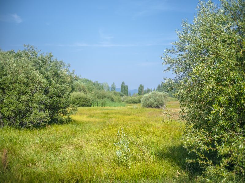 © Steve Davis - Nevada