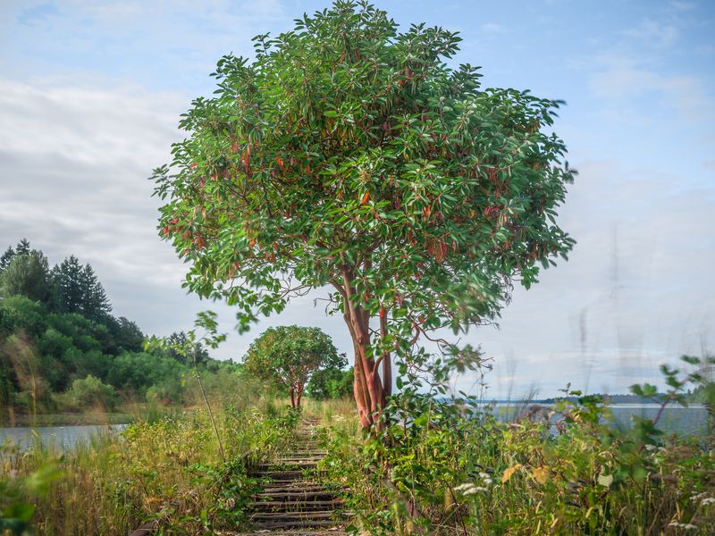 © Steve Davis - 47°2'47.315" N 122°55'4.158" W