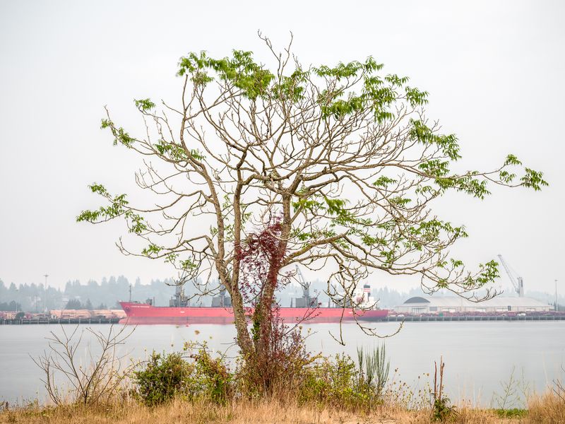 © Steve Davis - 47°2'55.013" N 122°54'8.519" W