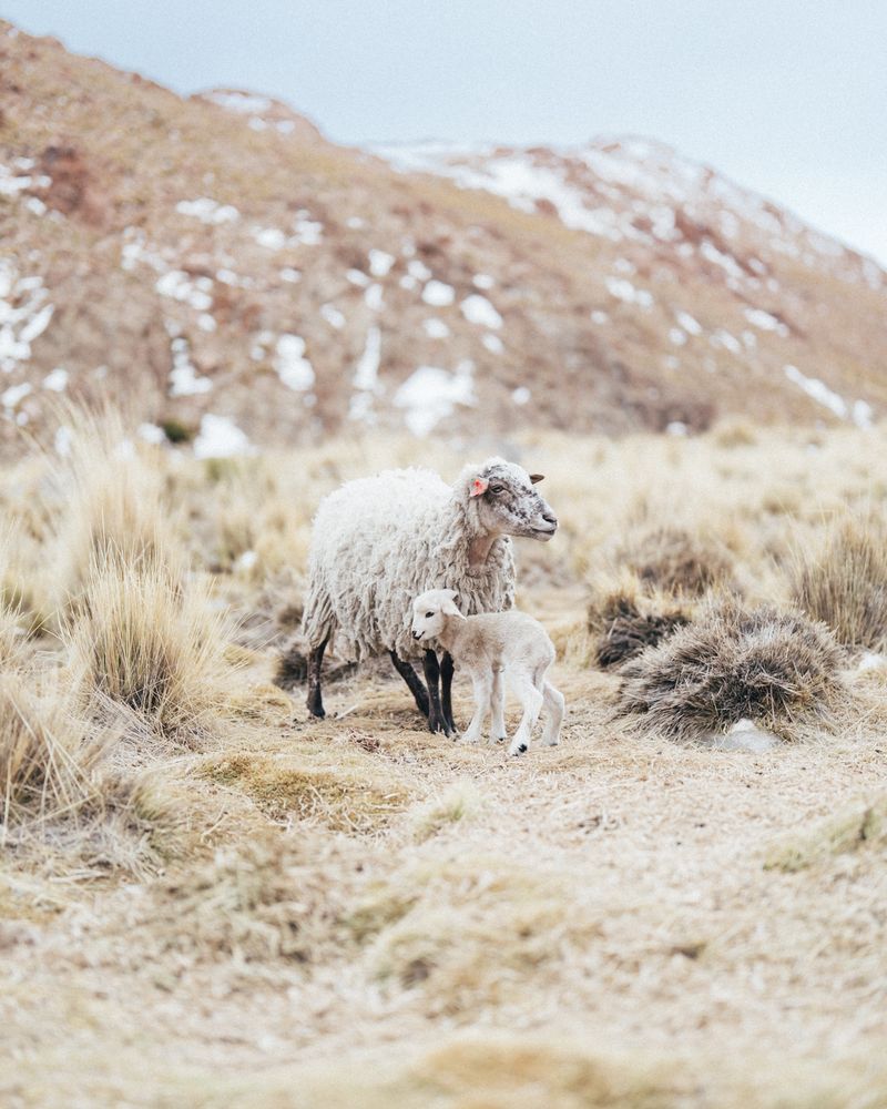 © Fernanda Soto Mastrantonio - Image from the The cumbias we heard up there photography project