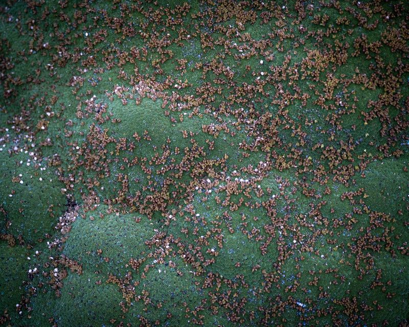 © Fernanda Soto Mastrantonio - Image from the The cumbias we heard up there photography project