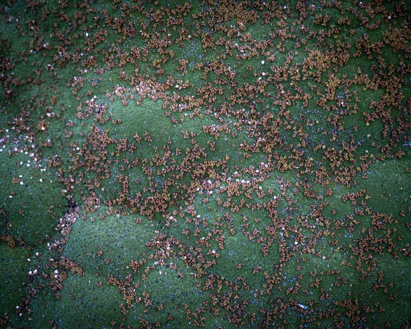 © Fernanda Soto Mastrantonio - Image from the The cumbias we heard up there photography project