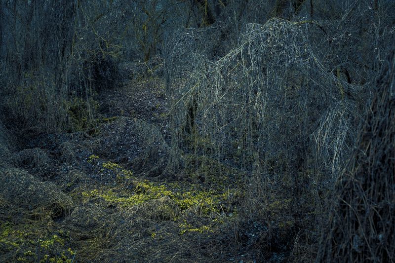 © Michelle Blancke - Image from the Secret Garden - Realm photography project