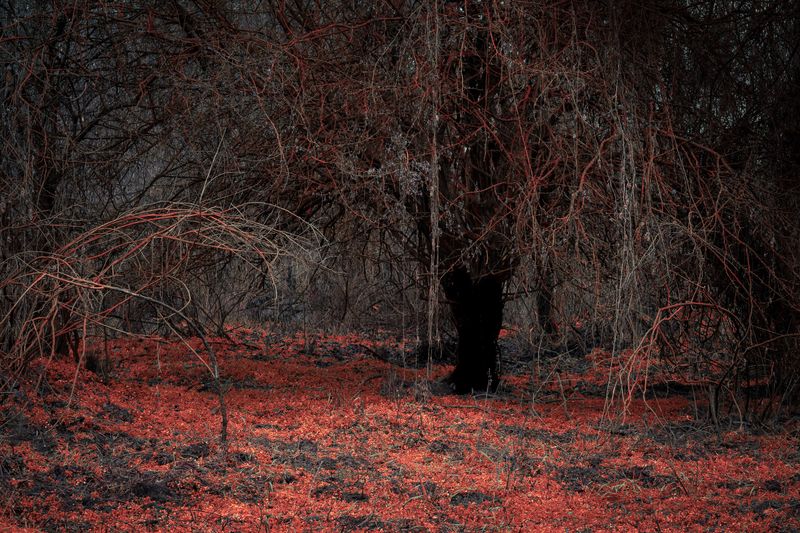 © Michelle Blancke - Image from the Secret Garden - Realm photography project