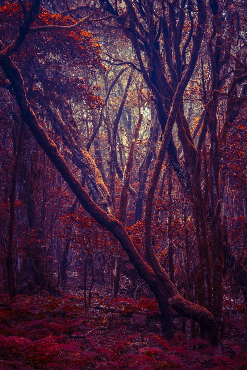 © Michelle Blancke - Image from the Secret Garden photography project