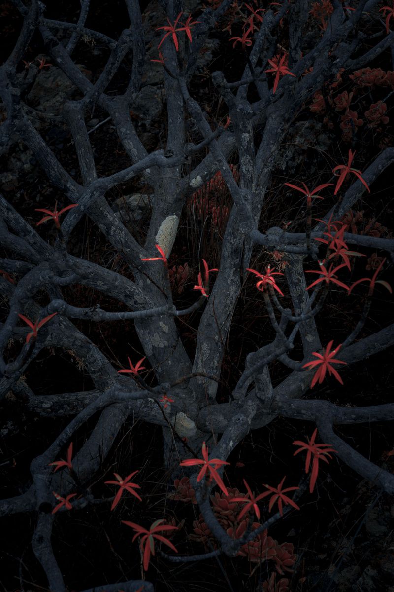 © Michelle Blancke - Image from the Secret Garden photography project