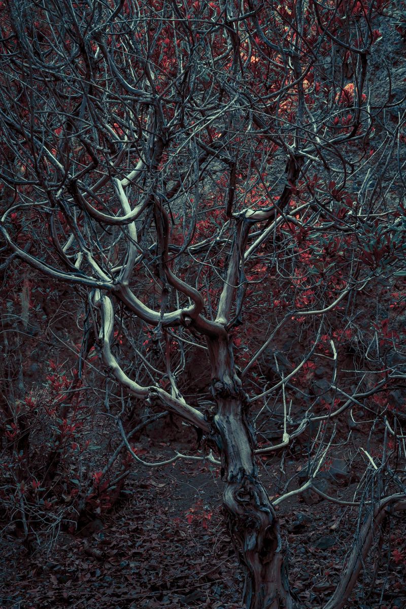 © Michelle Blancke - Image from the Secret Garden photography project
