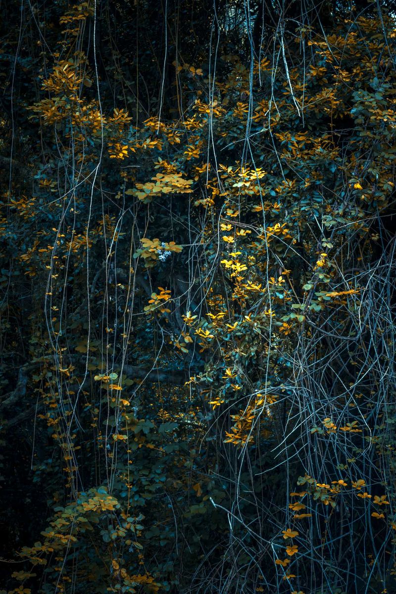 © Michelle Blancke - Image from the Secret Garden - Ascent photography project