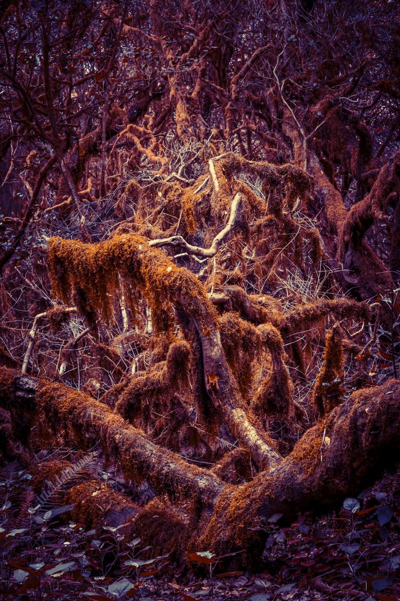 © Michelle Blancke - Image from the Secret Garden - Ascent photography project