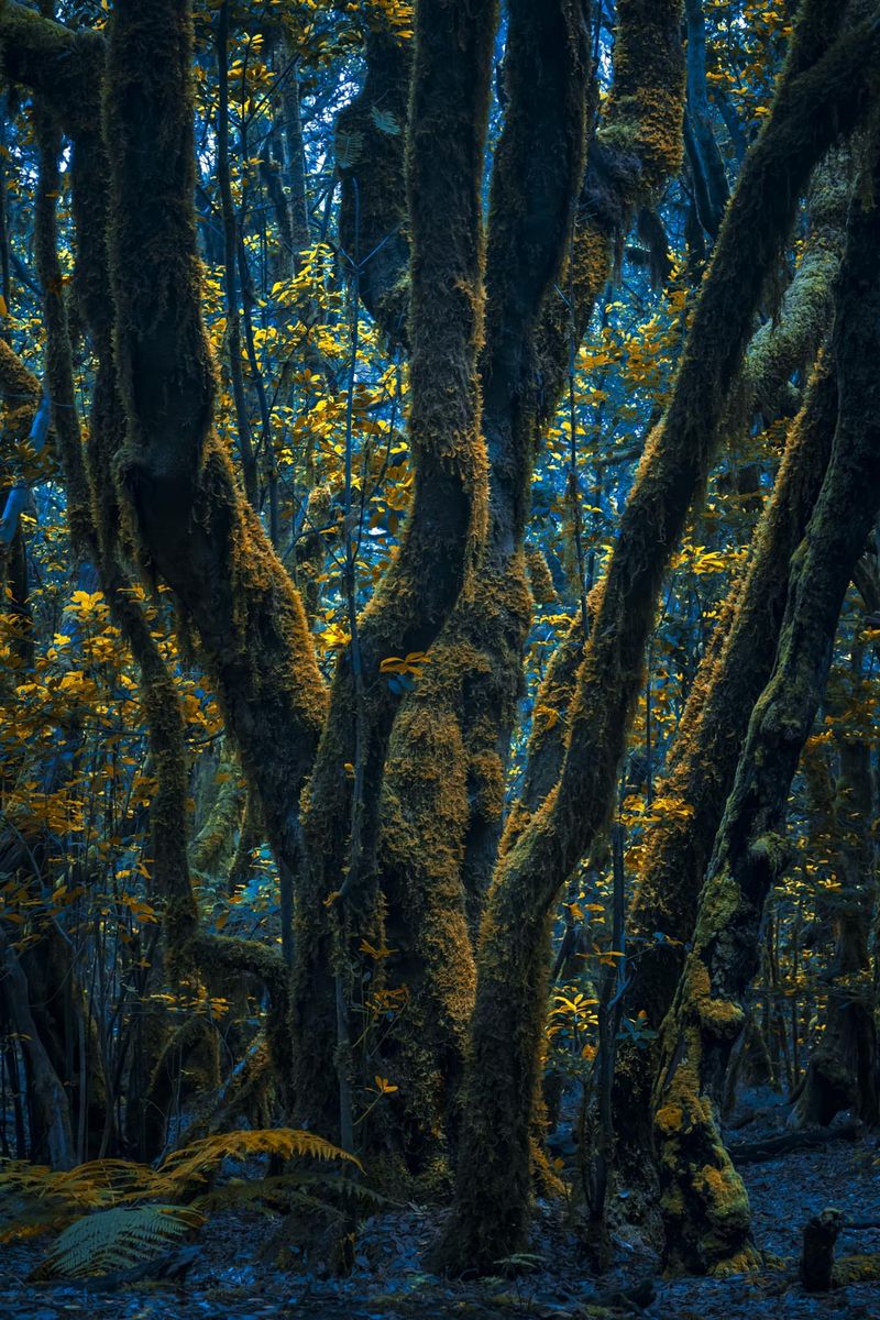 © Michelle Blancke - Image from the Secret Garden - Ascent photography project