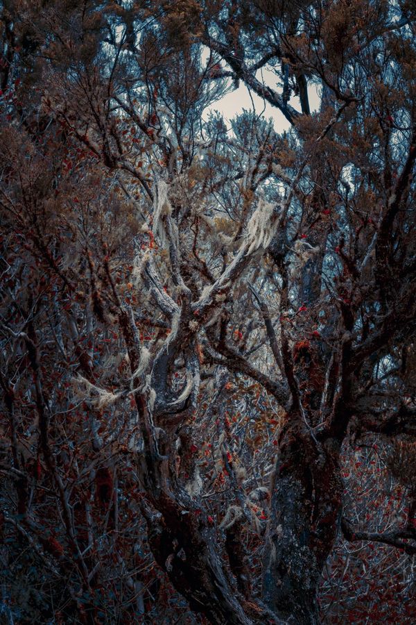 © Michelle Blancke - Image from the Secret Garden - Ascent photography project