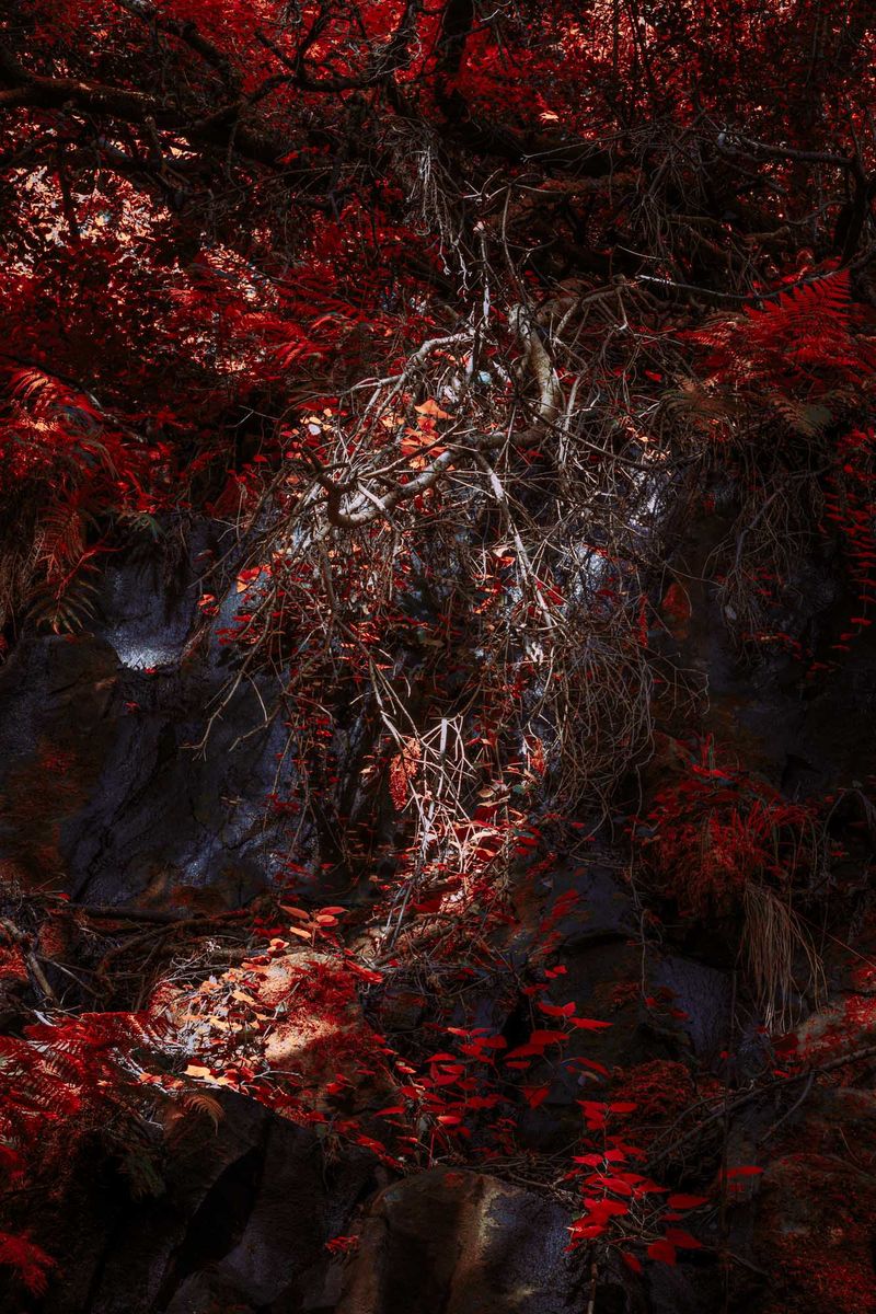 © Michelle Blancke - Image from the Secret Garden - Ascent photography project
