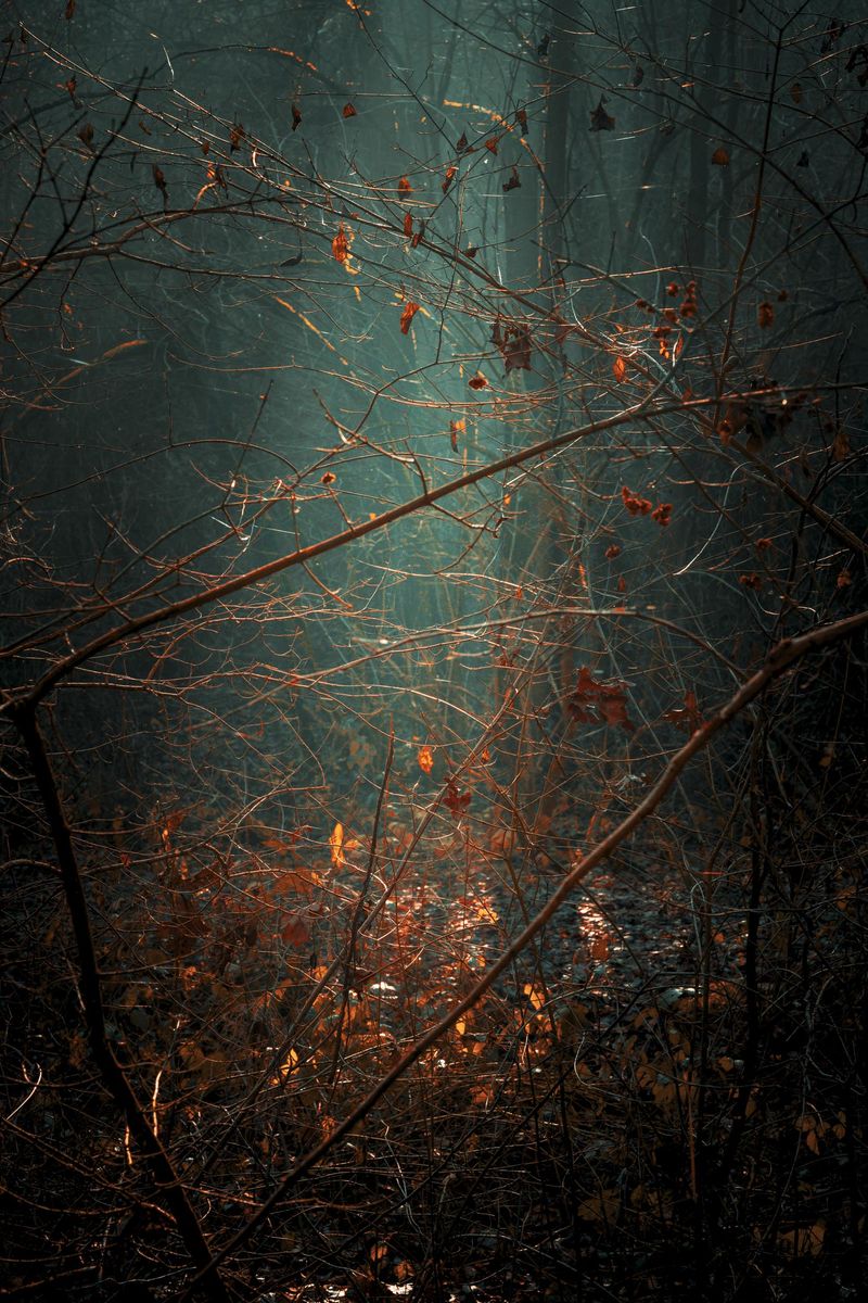 © Michelle Blancke - Image from the Secret Garden - Ascent photography project