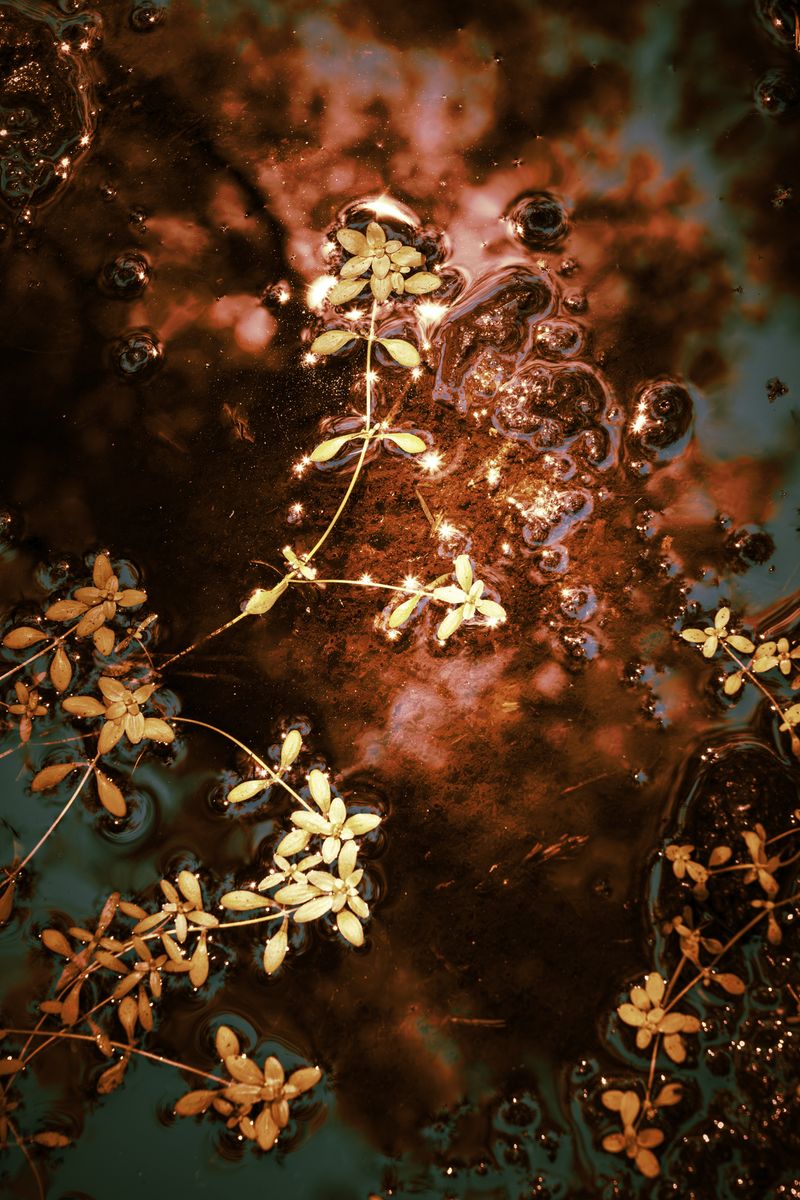 © Michelle Blancke - Image from the Secret Garden - Essence photography project