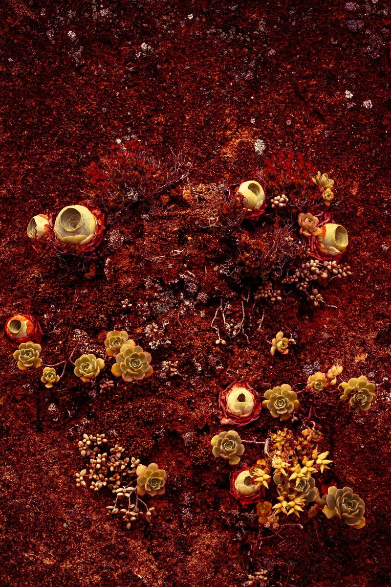© Michelle Blancke - Image from the Secret Garden - Essence photography project