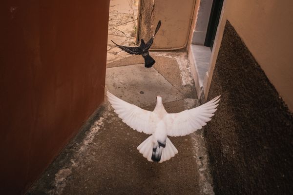 © Christopher Jones - White bird chasing black birdCampiello, Corfu Town.Two birds fly between buildings in the narrow streets of the old town.