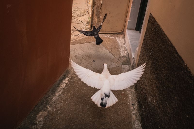 © Christopher Jones - White bird chasing black birdCampiello, Corfu Town.Two birds fly between buildings in the narrow streets of the old town.