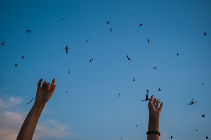© Christopher Jones - SwallowsCorfu Town.Swallows cross the sky above a rooftop