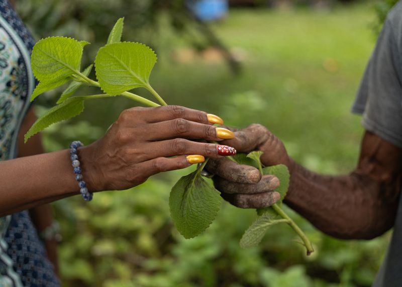 © Tova Katzman - Brown offers an oregano plant as medicine to help with stomach problems to a visitor in his garden, 2022