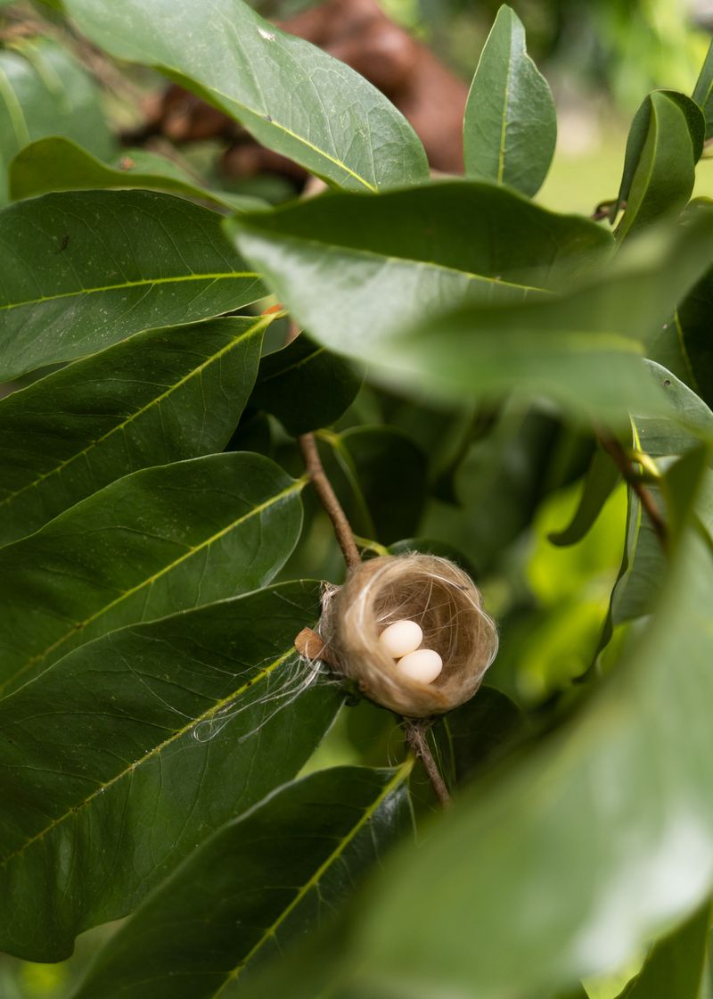 © Tova Katzman - Brown showing me the hummingbird nest on on the soursop tree he planted from seed, 2021