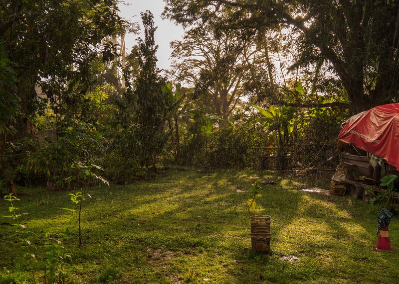 © Tova Katzman - Brown's garden in the rain, 2020