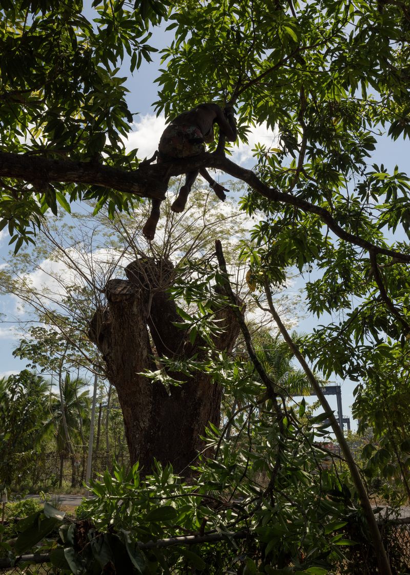 © Tova Katzman - Brown cutting the tree branches to give his garden more sunlight, 2019