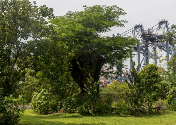 © Tova Katzman - Brown's garden, 2019