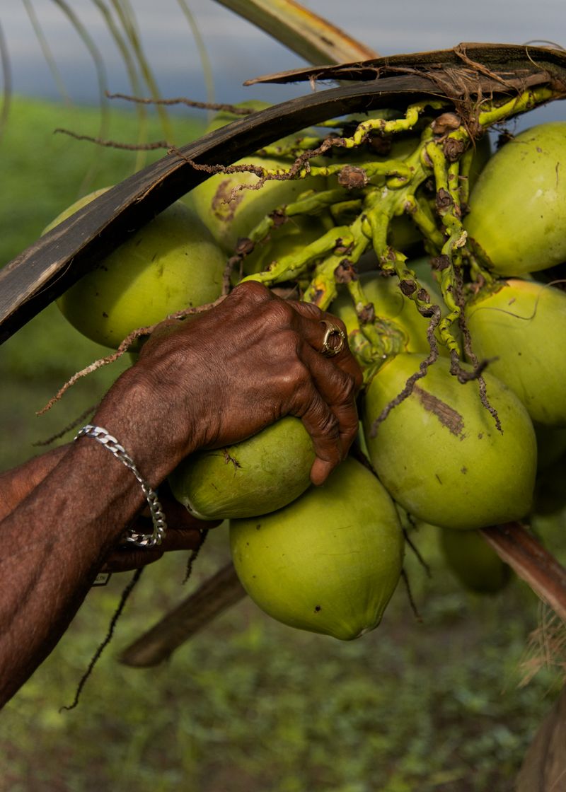 © Tova Katzman - Brown twists off a coconut from a tree he planted, 2020