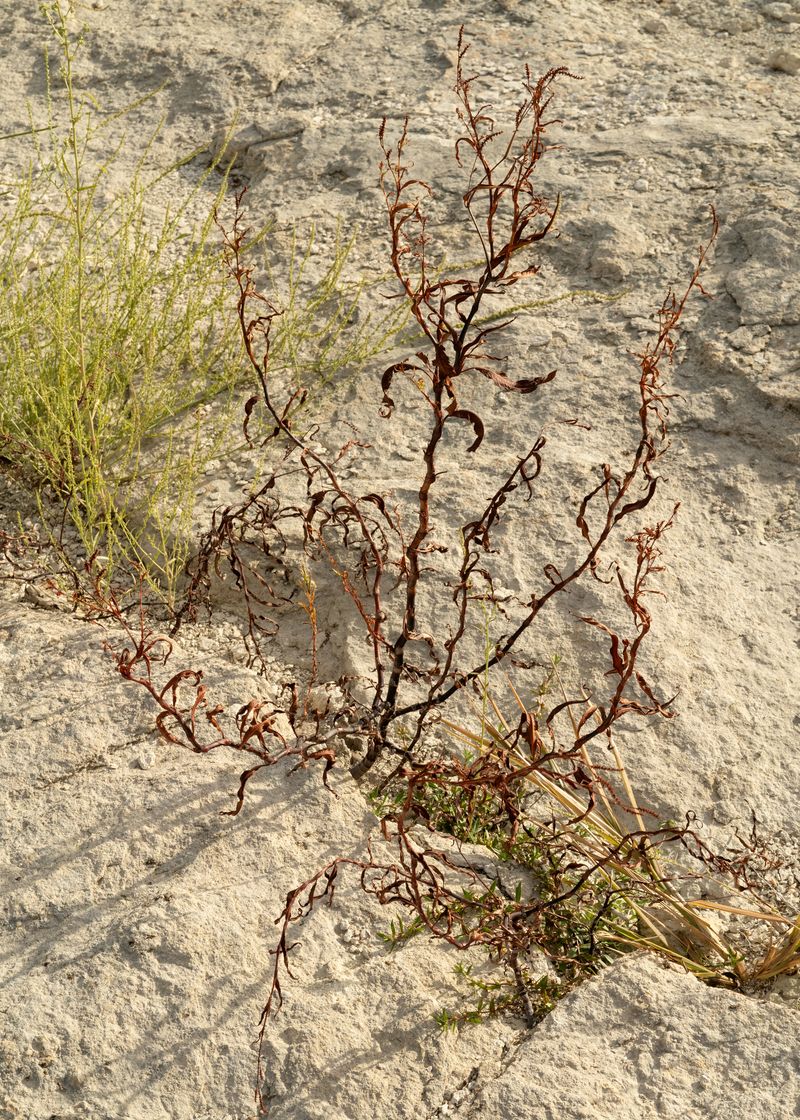 © Tova Katzman - Untitled - 2023