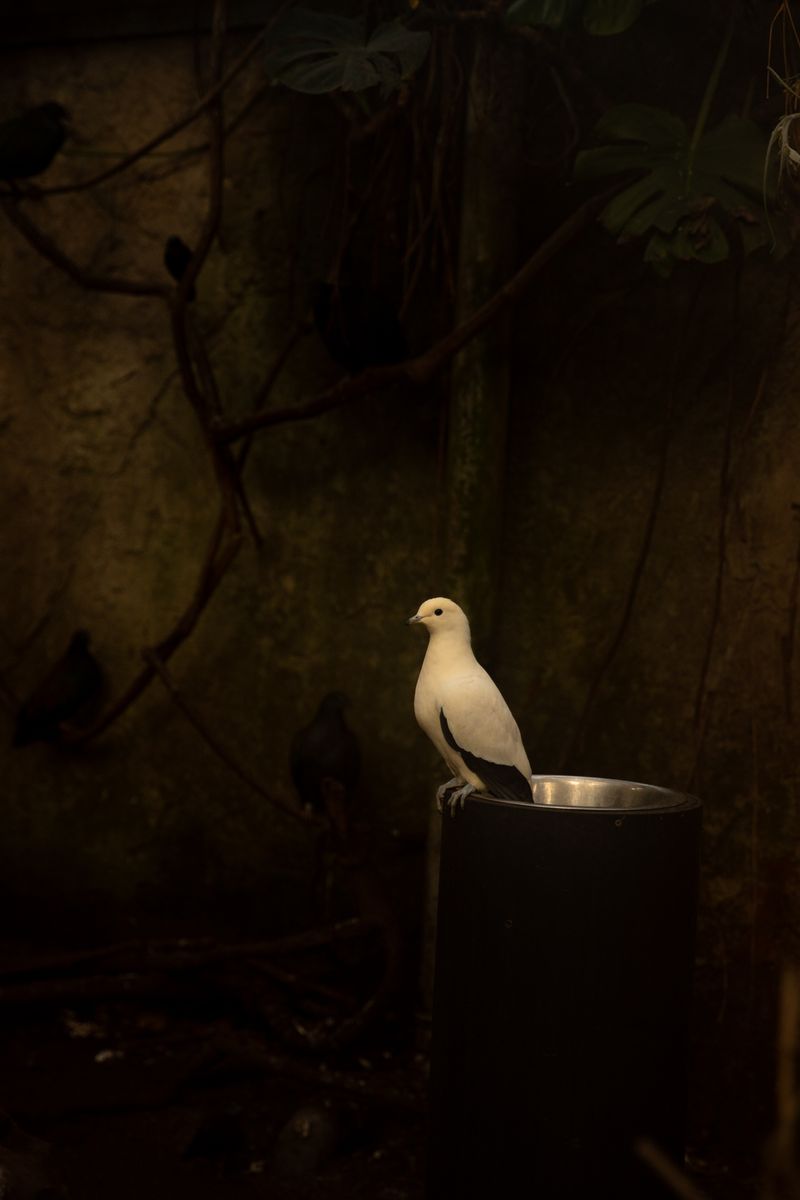 © Marike Hoex - White bird, 2025 Marike Hoex