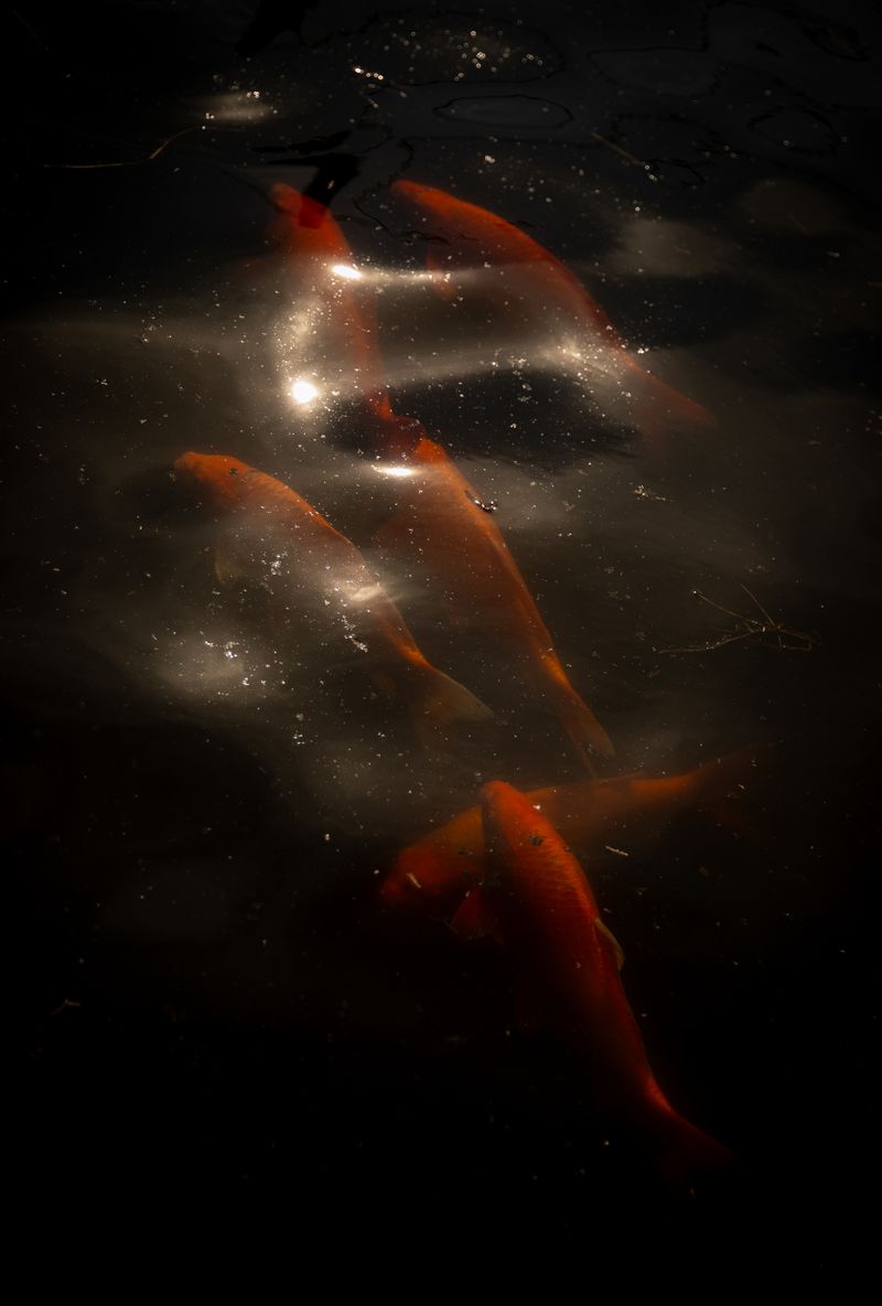 © Marike Hoex - Image from the Inside the whale photography project